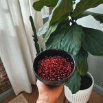 Lovi Poe Instagram - Quite a mission getting these pomegranate seeds out…truly post worthy LOL 😋