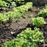 Luca Argentero Instagram - Si parte! 🌞🌱🍅 #gardeningischeaperthantherapyandyougettomatoes