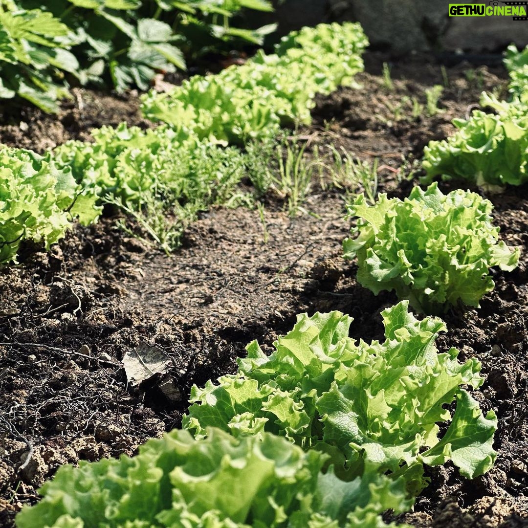 Luca Argentero Instagram - Si parte! 🌞🌱🍅 #gardeningischeaperthantherapyandyougettomatoes