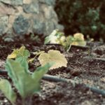 Luca Argentero Instagram - Si parte! 🌞🌱🍅 #gardeningischeaperthantherapyandyougettomatoes