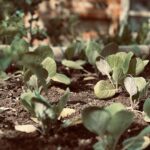 Luca Argentero Instagram - Si parte! 🌞🌱🍅 #gardeningischeaperthantherapyandyougettomatoes