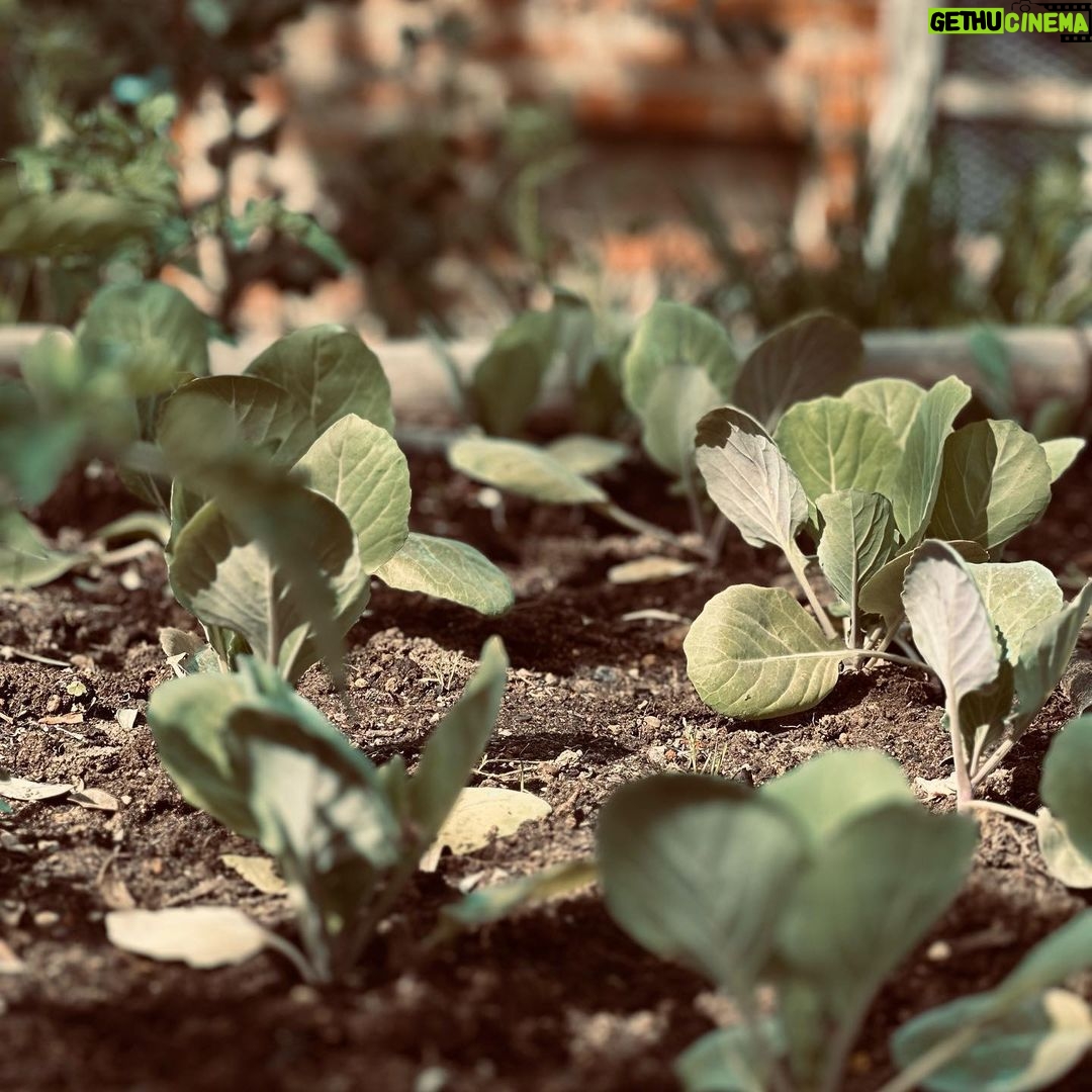 Luca Argentero Instagram - Si parte! 🌞🌱🍅 #gardeningischeaperthantherapyandyougettomatoes
