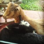 Lucas Jade Zumann Instagram - #goatlove