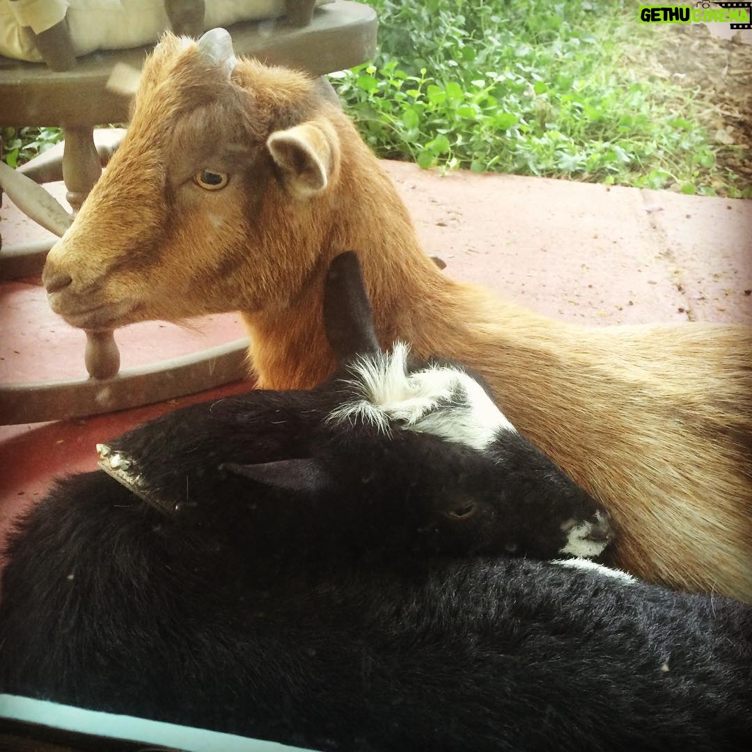 Lucas Jade Zumann Instagram - #goatlove