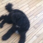 Lucas Jade Zumann Instagram - Mordechai likes to sing