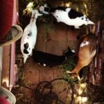Lucas Jade Zumann Instagram - Good morning goats