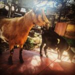 Lucas Jade Zumann Instagram - I love these goats. There the only ones that won't climb in through my window and jump on my couch ahhah