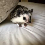 Lucas Jade Zumann Instagram - Hedginald Stuart 🦔💜