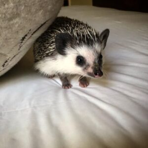 Lucas Jade Zumann Instagram - Hedginald Stuart 🦔💜