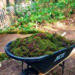 Lucas Jade Zumann Instagram - living in the forest. building shelves and transplanting moss...