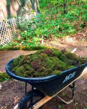 Lucas Jade Zumann Instagram - living in the forest. 
building shelves and transplanting moss...