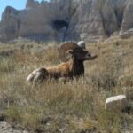 Lucas Jade Zumann Instagram - Badlands 2021. Including my original visit a decade ago and audio of praridogs howling at the moon. (More to come) Badlands National Park, SD