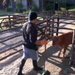 Lucas Santos Instagram - Boooom dia, bezerrinho! 🐮 Foi só o sol raiar na #AFazenda14 que o nosso peão foi acordar o bezerro da sede com um “bom dia” pra lá de especial. ✨☀💛 Quem conhece o Lucas sabe que ele é assim, dono de um coração gigante que o faz ser apaixonado por qualquer criatura, especialmente os animais. 💙 O bezerro até ficou mais animado depois dos altos papos que teve com o peão. 😂 rsrsrs. Ultimamente o Lucas vem sofrendo severos hates por conta de coisas irrelevantes no jogo como sua aparência e/ou situações relacionadas, e por isso, queremos o apoio de todos que amam esse menino assim como nós para desejar energias positivas a ele. Que ele continue com sua essência e coração preservados nesse jogo e que todos possam ter a oportunidade de acompanhar a cada dia e perceber o quanto o coração dele é G I G A N T E. Nós não compactuamos com qualquer tipo de ofensa e esperamos que os maldosos da internet possam entender que por trás de uma figura pública ainda existe um ser humano como qualquer outro. ❤‍🩹 Bom... agora que foi dito o que precisava ser, pode confessar, você também queria receber um “bom dia” desses, né?! 😍 #BomDiaBezerrinho #BomDia #CuidandoDosAnimais #AmorPelosBichinhos #TeamLucas #Afazenda14 #AFZD14 #LucasFazendeiro #SorteNoJogo #PraCimaTeamLucas #potedossonhos