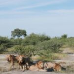 Luis Gerardo Méndez Instagram – Beautiful Africa. 
We shall never forget,
beautiful Africa. 
Beautiful Botswana.
We shall never forget,
beautiful Botswana. 🎶 Botswana, Africa