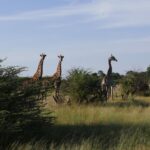Luis Gerardo Méndez Instagram – Beautiful Africa. 
We shall never forget,
beautiful Africa. 
Beautiful Botswana.
We shall never forget,
beautiful Botswana. 🎶 Botswana, Africa