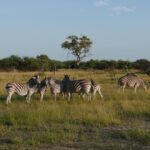 Luis Gerardo Méndez Instagram – Beautiful Africa. 
We shall never forget,
beautiful Africa. 
Beautiful Botswana.
We shall never forget,
beautiful Botswana. 🎶 Botswana, Africa