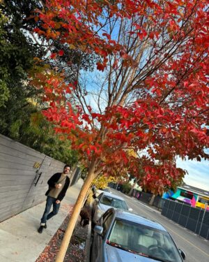 Luis Gerardo Méndez Instagram - 🍁