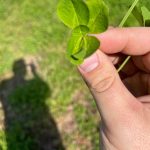 Luke Combs Instagram - 5 Leaf Clover - out now! Swipe for the full story. #lukecombs
