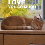 Lupita Nyong'o Instagram - Love is… making up songs for your pet. This is one of mine. What's yours? 😁 #CatSong #Caturday #YOYOYYO