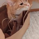 Lupita Nyong'o Instagram - The Adventures of Yoyo, episode 1. Wait for it… #YOYOYYO #Caturday #orangecatbehavior #adoptdontshop