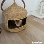 Lupita Nyong'o Instagram - Yoyo's weekly schedule proves to be very rigorous 🤣 #caturday #YOYOYYO
