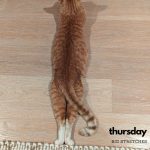 Lupita Nyong'o Instagram - Yoyo's weekly schedule proves to be very rigorous 🤣 #caturday #YOYOYYO