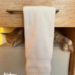 Lupita Nyong'o Instagram - Yoyo's weekly schedule proves to be very rigorous 🤣 #caturday #YOYOYYO