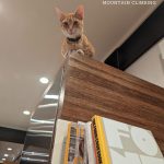 Lupita Nyong'o Instagram - Yoyo's weekly schedule proves to be very rigorous 🤣 #caturday #YOYOYYO
