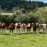 M. Pokora Instagram - La campagne, ça vous gagne. Les enfants sont des FOUS de nature, d’animaux, d’insectes et ce n’est pas pour nous déplaire 🙌🏼 Haute-Normandie, France