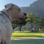 Márcio Garcia Instagram - Dá pra desconfiar que cara é essa? Arraste pro lado e me diga se você tbem fica assim com os seus… #filhos #pets #amomaiordomundo