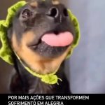 Márcio Garcia Instagram - Se você, como eu, também se emociona ao ver um resgate como este, fique atento a qualquer indício de abandono ou de maus tratos! Muitas vezes existem casos próximos a nós que passam desapercebidos! Nossa simples falta de atenção ou omissão pode significar o sofrimento ou até a morte de um animal indefeso! Seja um protetor! Fique atento! Denuncie! Que Deus nos guarde e abençoe a nossa semana 🙏🏼 #protejaosanimais #denuncie