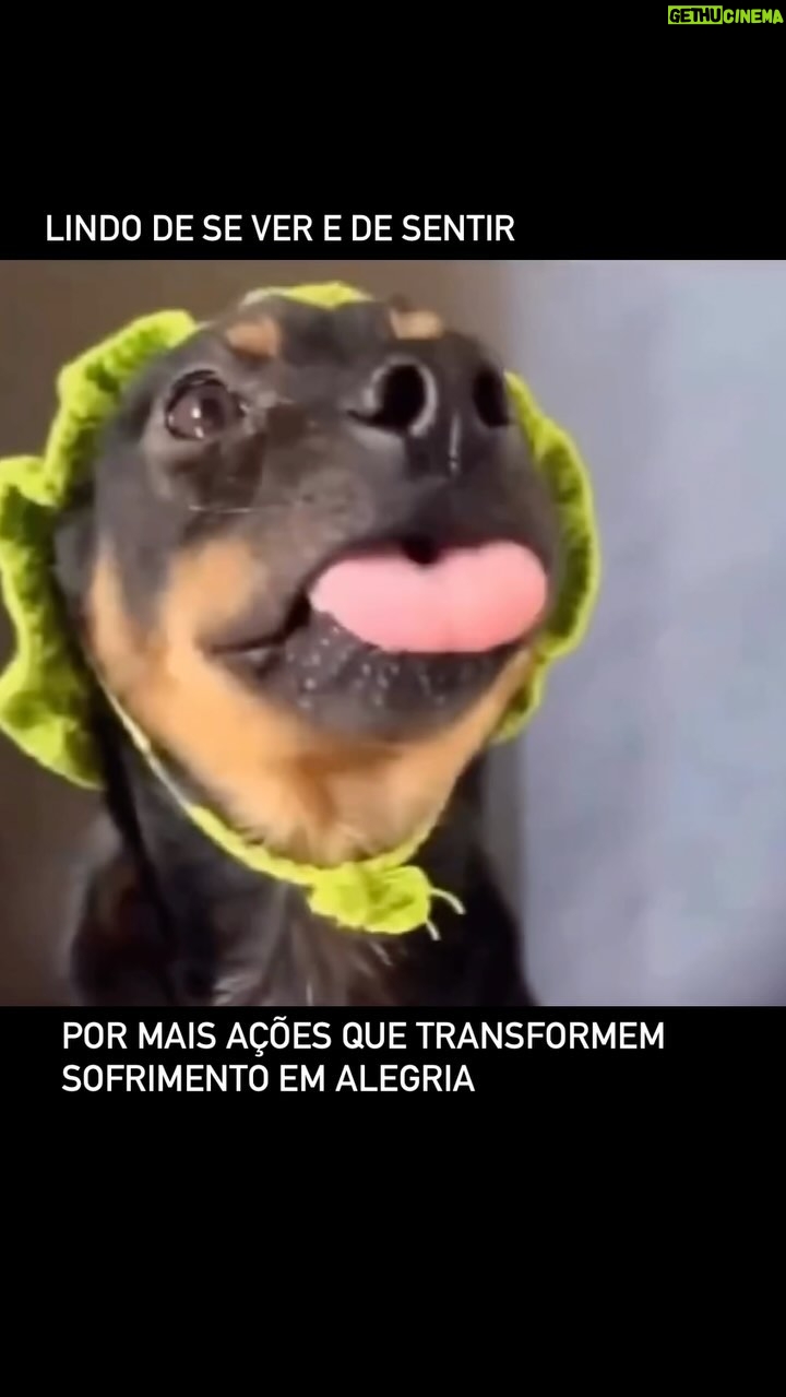 Márcio Garcia Instagram - Se você, como eu, também se emociona ao ver um resgate como este, fique atento a qualquer indício de abandono ou de maus tratos! Muitas vezes existem casos próximos a nós que passam desapercebidos! Nossa simples falta de atenção ou omissão pode significar o sofrimento ou até a morte de um animal indefeso! Seja um protetor! Fique atento! Denuncie! Que Deus nos guarde e abençoe a nossa semana 🙏🏼 #protejaosanimais #denuncie