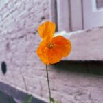 Mabel Matiz Instagram - Mini Amsterdam dump, uzun zamandır görülmeyen dostlar, spontan piknik ruhu ve gözümdeki geçmek bilmeyen o arpacık.. 🍃