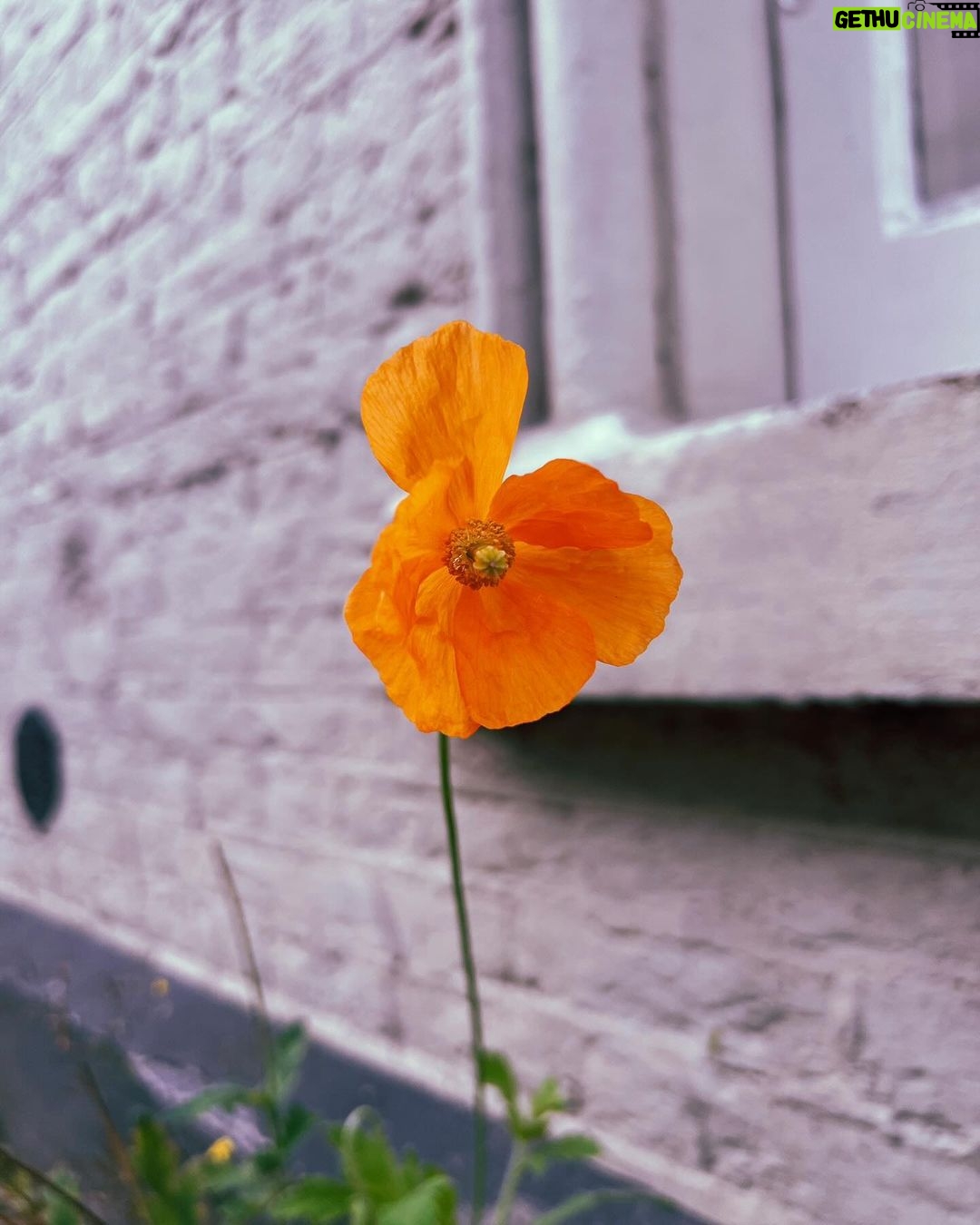 Mabel Matiz Instagram - Mini Amsterdam dump, uzun zamandır görülmeyen dostlar, spontan piknik ruhu ve gözümdeki geçmek bilmeyen o arpacık.. 🍃