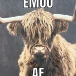 Macaulay Culkin Instagram - These cows today…