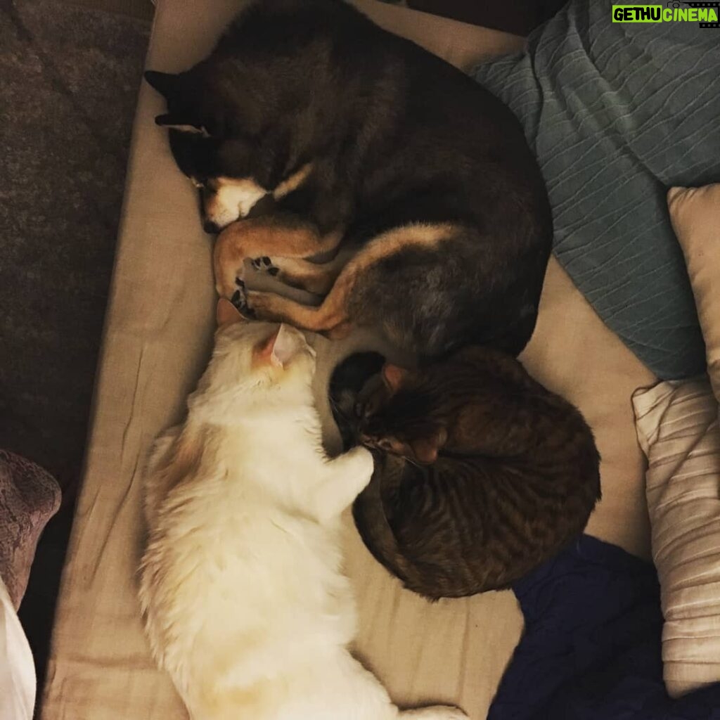 Macaulay Culkin Instagram - When all your animals love each other.