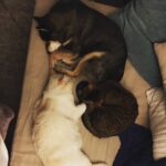 Macaulay Culkin Instagram - When all your animals love each other.