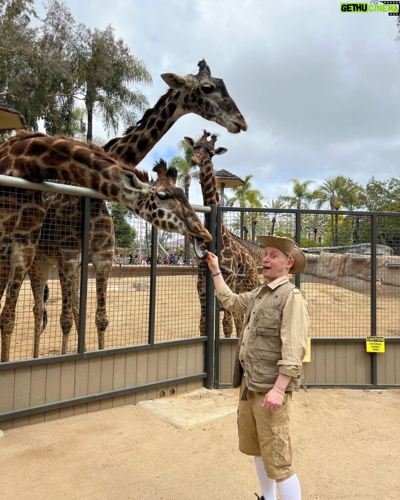 Macaulay Culkin Instagram - Thanks for letting me feed your giraffes @sandiegozoo ! And thanks for helping give my big guy the best birthday yet! You’re the best!