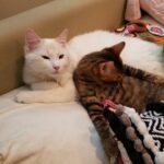 Macaulay Culkin Instagram - Kitty day!
