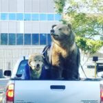 Macaulay Culkin Instagram - A wolf, a bear, and a pick-up truck crash into a bar…