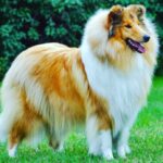 Macaulay Culkin Instagram - My Collie Culkin.
