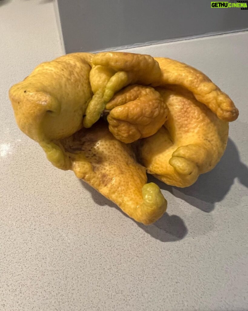 Macaulay Culkin Instagram - Hey lemon tree owners out there, quick question: Do you ever get lemons that look like Cthulhu’s gaping maw?