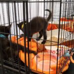 Macaulay Culkin Instagram - Saw some cats today at @catconworldwide. we'll have a full video documenting the adventure on the @bunnyearspodcast YouTube soonish.