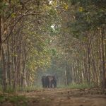 Madhuri Dixit Instagram - Vantara - A brilliant initiative by Anant Ambani and the Reliance Foundation focuses on rescue, treatment and rehabilitation of injured, abused and threatened animals. Over the last few years, the programme has rescued more than 200 elephants and thousands of other animals, reptiles and birds from unsafe situations. 👏🏻👏🏻👏🏻 #vantara #anantambani #reliancefoundation