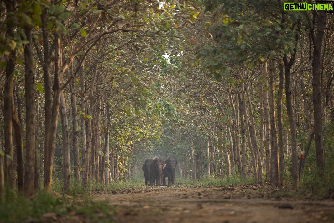 Madhuri Dixit Instagram - Vantara - A brilliant initiative by Anant Ambani and the Reliance Foundation focuses on rescue, treatment and rehabilitation of injured, abused and threatened animals. Over the last few years, the programme has rescued more than 200 elephants and thousands of other animals, reptiles and birds from unsafe situations. ππ»ππ»ππ» #vantara #anantambani #reliancefoundation