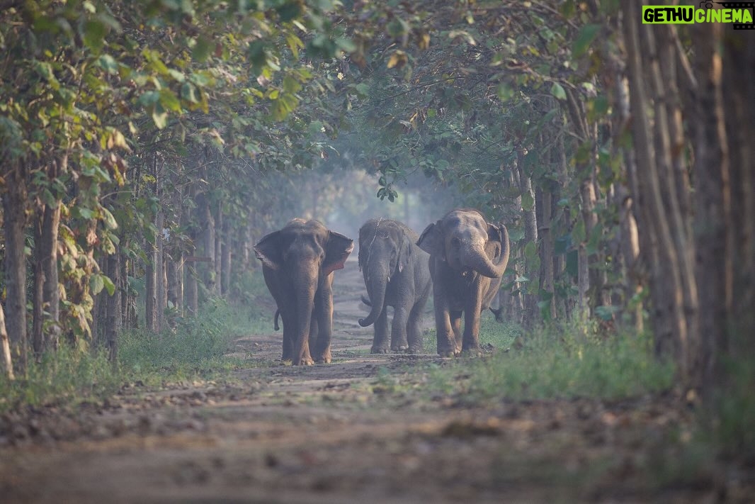Madhuri Dixit Instagram - Vantara - A brilliant initiative by Anant Ambani and the Reliance Foundation focuses on rescue, treatment and rehabilitation of injured, abused and threatened animals. Over the last few years, the programme has rescued more than 200 elephants and thousands of other animals, reptiles and birds from unsafe situations. ππ»ππ»ππ» #vantara #anantambani #reliancefoundation