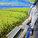 Mahathir Mohamad Instagram - Jepun memang terkenal dengan penyelidikan serta aplikasi teknologi yang tinggi di dalam pelbagai bidang, khususnya industri. Tetapi, Jepun juga amat maju dalam aplikasi teknologi dalam bidang pertanian bagi mengoptimumkan penggunaan tanah yang terhad dan bernilai tinggi. Di Fukuoka Prefectural Agricultural Research Center, sebuah pusat penyelidikan pertanian, pelbagai hasil tanaman termasuk strawberi Amaou, atau lebih dikenali sebagai 'Raja Strawberi' kerana ia lebih besar dan lebih merah warnanya berjaya diusahakan secara komersil. Ketika lawatan ke sini saya diberi penerangan berkenaan penyelidikan untuk bagaimana menjalankan tanaman padi dengan menggunakan air panas 40° tanpa menjejaskan kualiti padi tersebut. Ini amat menarik kerana mereka menjalankan kajian ini bagi membuat persediaan menghadapi keadaan pemanasan global (Global warming). Malaysia boleh belajar bagaimana untuk menyesuaikan penyelidikan yang dijalankan mereka dengan negara kita dalam menghadapi pemanasan global tanpa menjejaskan sekuriti makanan. 福岡県農林業総合試験場　資源活用研究センター