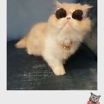 Mai Ezz ElDein Instagram - #gucci😻 #mycat🥰 🧿🧿🧿🧿🧿 #حبيبي #مافيا 😎 😂 #جوتشي