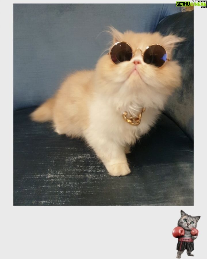 Mai Ezz ElDein Instagram - #gucci😻 #mycat🥰 🧿🧿🧿🧿🧿 #حبيبي #مافيا 😎 😂 #جوتشي