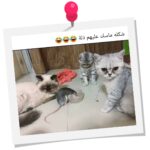 Mai Ezz ElDein Instagram - 😂#laughteristhebestmedicine #إضحك_لتنسي_همومك_وتوكل_علي_الله🙏🏻